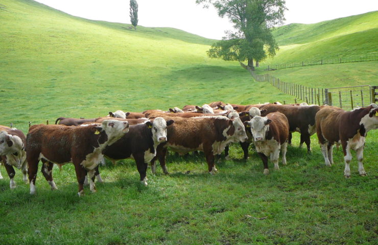 Herefords Cattle Farm