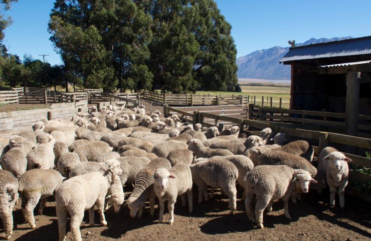 Lamb Farm